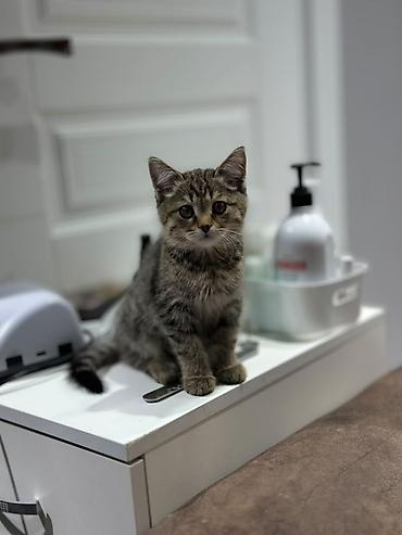 котенок рэгдолл купить: 🐾 Ищем добрый и любящий дом для маленькой красавицы! 🐾 Нашли чудесную — 1