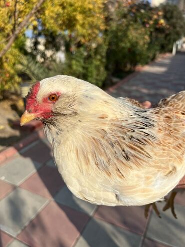 Toyuqlar: Toyuq, Yumurtalıq -da lalafo.az — 5 Toyuqlar: Toyuq, Yumurtalıq — 5