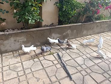 Quşlar: Ev göyərçinləri – müxtəlif rəng və naxışlarda xalça, ağ, qara-ağ — 1
