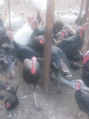 Quşlar: Satilir 5 ayliq bornoz