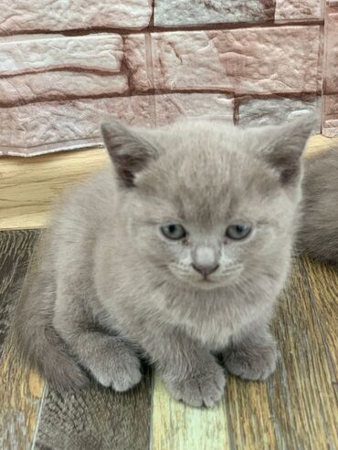 британский вислоухий кот: Британские котята, окрас голубой (blue). Плюшёвая густая шерсть