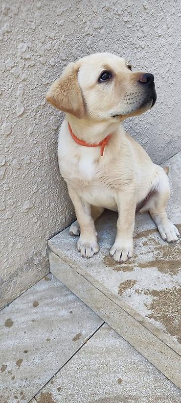 dişi labrador: Labrador-retriver, 3 ay, Dişi, Ünvandan götürmə — 2