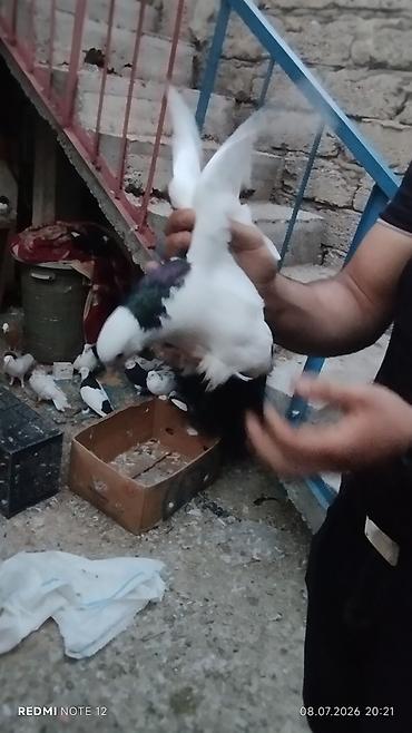 ağ quyruqlar: Məhsul: Ev göyərçinləri kolleksiyası HƏR NOVDƏ GÖYƏRÇIN VAR — 9