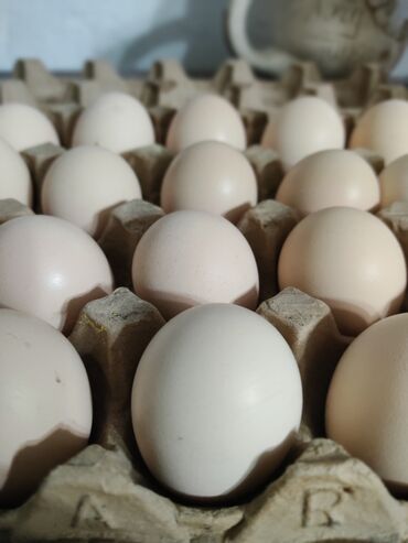 яйца бишкек: Яйца Кокенхинов для Инкубатора