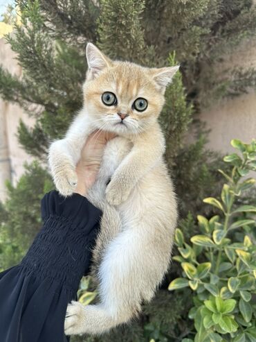 pişik sahiblendirmek: Britan