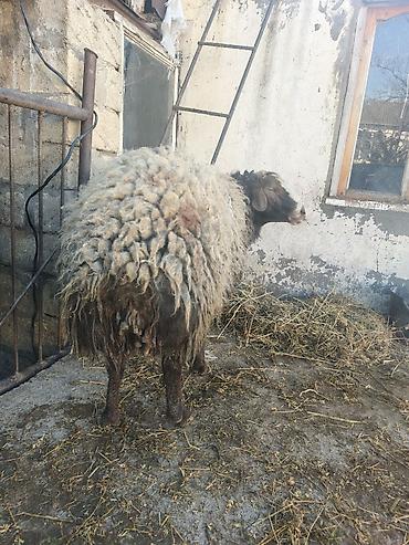 dişi pişiklər: Qoyun – yerli cins, qalın və uzun yunlu. - Növ: ana qoyun - Rəng — 2