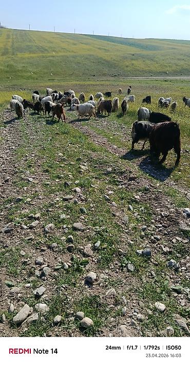 ordək balası və cucə: 52 baş keçi satılır — 1