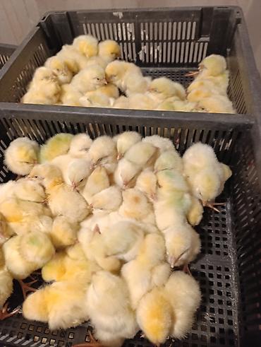 Куры, петухи: Продаю | Цыплята | Бройлерная — 8