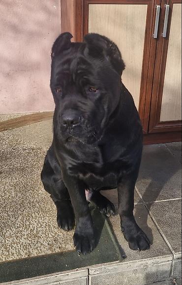 cane corso yavru: Kane-Korso, 1 il, Erkək, Sənədli — 7
