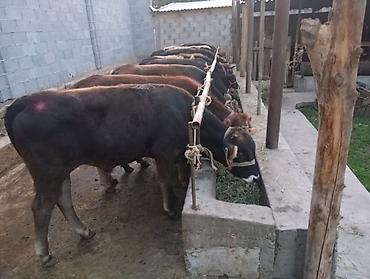 обмен дакан: Продаю | Бык (самец) | Алатауская, Швицкая | На откорм — 2
