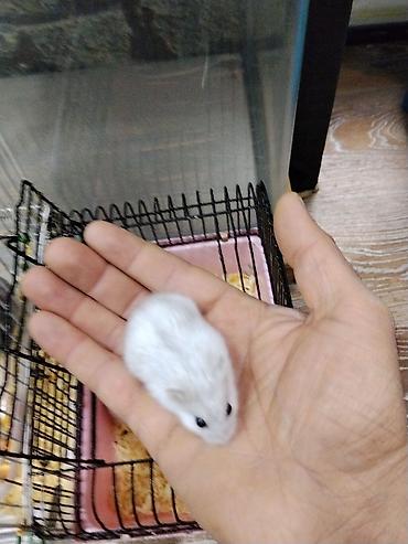 Gəmiricilər: Xamyak cunqarik bir cut ag vəya boz: Bir qəfəs bir kq yem iki aylıq — 1