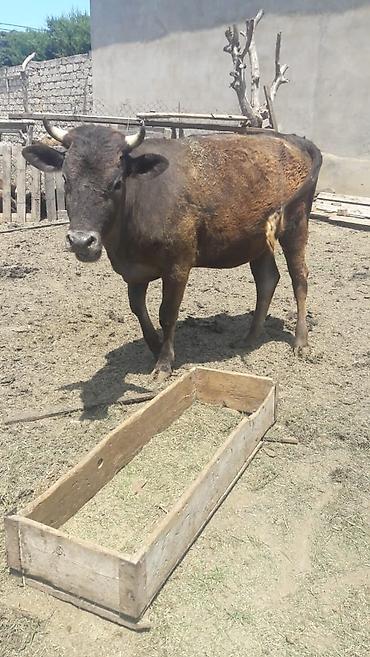 erkek: Satılır: 2 baş erkək mal-qara (buğalar) - Rənglər: biri qara-ağ — 4