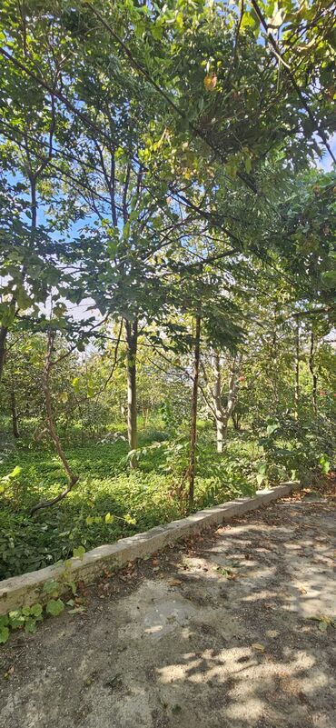 Torpaq sahələrinin satışı: 48 sot, Kənd təsərrüfatı, Kupça (Çıxarış) — 8