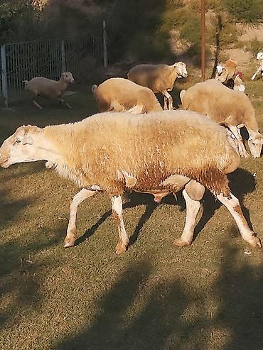 qarabağ ati: Təmiz qaradolaq sortudur. 2 yaşı var. yaxşı bala düşür. aktiv — 3