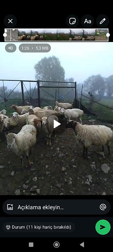 qoyun balali: Dişi, il: 2, 25 kq, Damazlıq, Südlük, Ətlik, Ünvandan götürmə, Ödənişli çatdırılma, Rayonlara çatdırılma — 3
