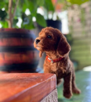 Psi: Na prodaju prelepi štenci toy pudle crvene i crne. Genetski testirani — 2