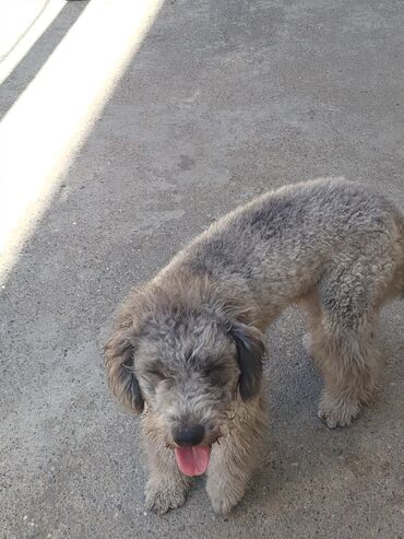 İtlər: Pudel, 10 ay, Erkek — 5