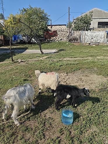 uzun qulaqlar: Məhsul: Keçi və oğlaqlar Təsvir: 1Ana 1bala Dişi 1Erkey - Şəkildə — 3