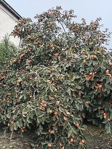 Продукты питания: Kilosu 80 qəpikdən — 3