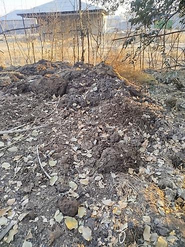 посев газона бишкек: В тоннах, Самовывоз, Зил — 1