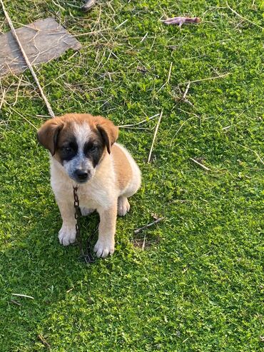 İtlər: Alabay, 1 ay, Erkek, Cütləşmə üçün, Ünvandan götürmə — 6