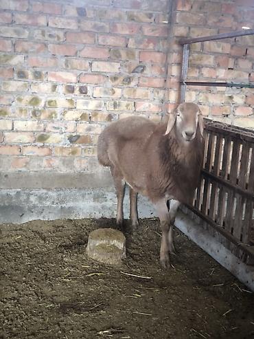 Баран, овца: Продаю | Ягненок, Баран (самец) | Арашан | Для разведения | Племенные — 4