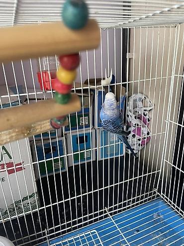 Үй жаныбарлары үчүн товарлар: 🦜 Срочно продаётся синий волнистый попугай с клеткой! В связи с — 3
