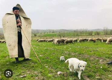biçici tələb olunur: Çoban tələb olunur. Ailəvi çoban. Yüksək maaşınan