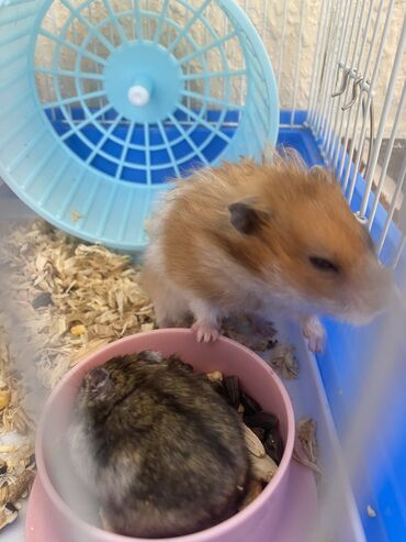 Gəmiricilər: Xamyak hemster 3 eded her biseyile birlikde — 4