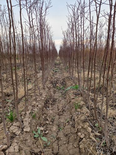 Şitillər: Alça qələmi "saglam tinglər saglam bagçiliqin təminatidir"🌱 yeni əkin — 9