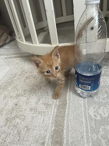 рыжая кошка: Кошка даром: Беспородная, 1 месяц, Мальчик, Приучена к лотку — 3