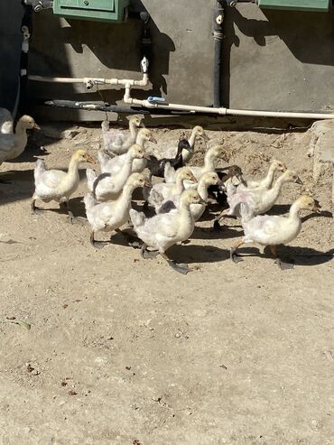 bakida cins ineklerin satisi: Dişi, Yumurtalıq, Ünvandan götürmə