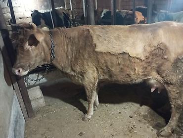 Inəklər, öküzlər: Inək satılır 1ci balasıdır balası dişidi inək 3 məsindən 8l süd verir — 7