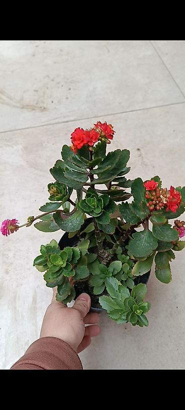 Bağ və bostan üçün digər məhsullar: - Zanbaq (Hemerocallis) – narıncı lecekli gül 8 azn satilir — 7