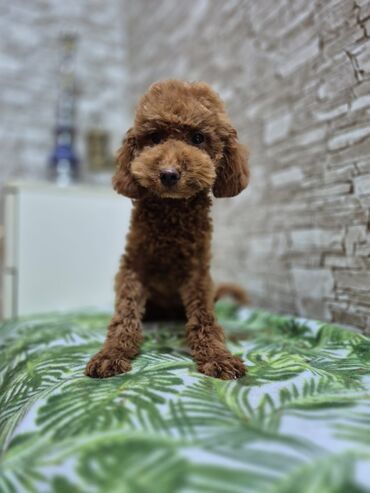 yeke itler: Pudel, 5 ay, Dişi, Peyvəndli, Ödənişli çatdırılma