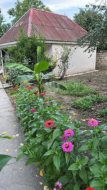 Bağ evlərinin kirayəsi: Katedj nabranda — 9
