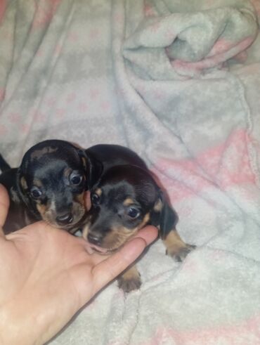Продажа собак: Такса, 1 месяц, Самка — 11