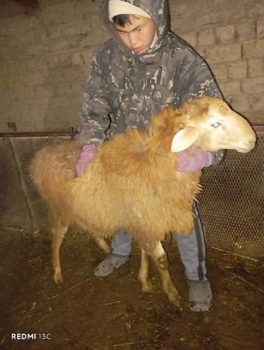 Баран, овца: Продаю | Баран (самец) | Для разведения — 1