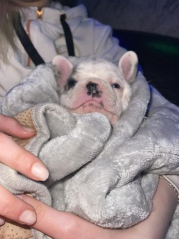 kucne kosnice: Francuski bulldog štene, jedinstven merle šare. Kompaktno, snažno — 2