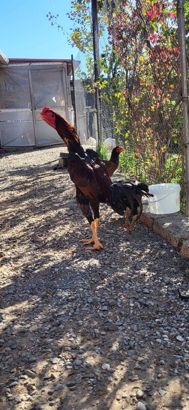 Xoruzlar: Xoruz, Heyratı, il: 1, Ünvandan götürmə — 7