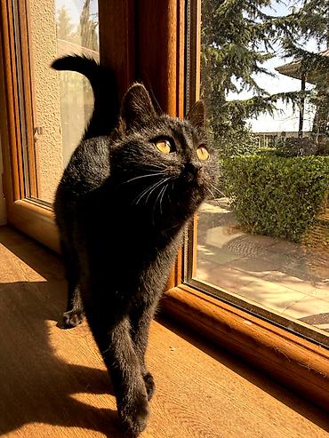 Pişiklər: Dişi, Yaxşı əllərə — 9