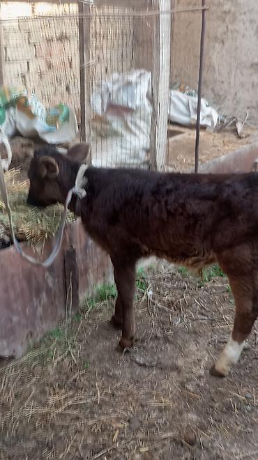 Коровы, быки: Продаю | Бык (самец), Тёлка — 12
