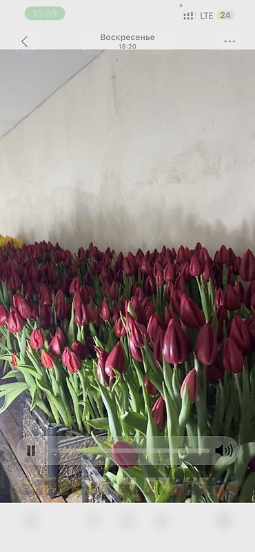Букеты из живых цветов: 🌷 Тюльпаны оптом и в розницу!🌷 Свежие, хрустящие, плотные бутоны 🌿 at lalafo.kg — 12 Букеты из живых цветов: 🌷 Тюльпаны оптом и в розницу!🌷 Свежие, хрустящие, плотные бутоны 🌿 — 12