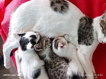 кошки сиамская: Котята от домашней кошки Описание: - Помёт из нескольких котят, рядом — 2