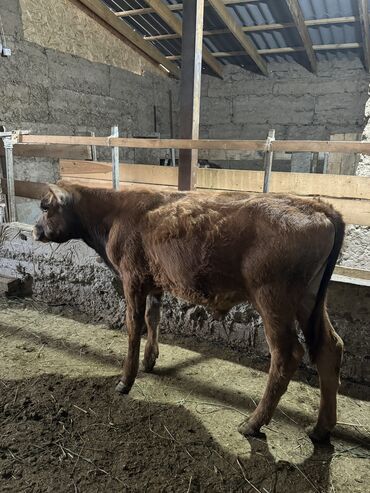 Коровы, быки: Продаю | Бык (самец) | Бельгийская, Абердин-ангус | Для разведения | Искусственник