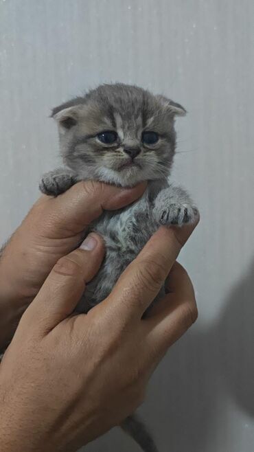 Pişiklər: Şotland, Dişi, Yaxşı əllərə, Ünvandan götürmə, Pulsuz çatdırılma, Ödənişli çatdırılma — 7