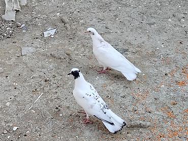 Голуби: Salam tay balalar cutu 15manat unvan maşdaga 0516831165 vatsapda — 1