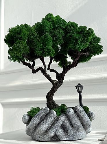 Декоративные цветы: Деревья-бонсай из натурального стабилизированного мха🌳 -это — 65