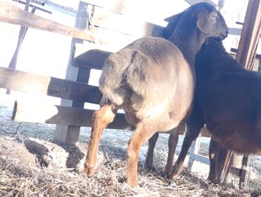 Бараны, овцы: Продаю | Овца (самка) — 4