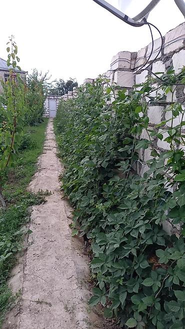 Tinglər: Tinglər -da lalafo.az — 3 Tinglər: Tinglər — 3